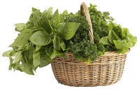basket_of_herbs.png